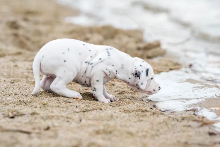 37. Lebenstag - B-Wurf (13)