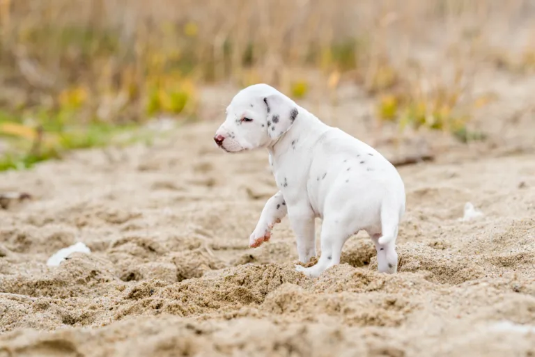37. Lebenstag - B-Wurf (18)