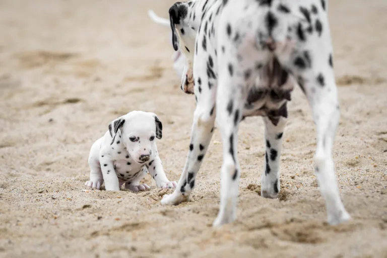 37. Lebenstag - B-Wurf (2)