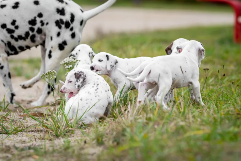 37. Lebenstag - B-Wurf (20)