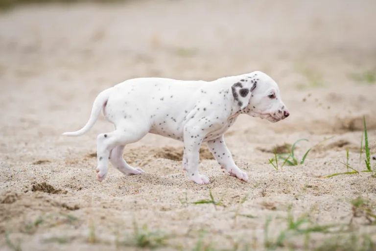 37. Lebenstag - B-Wurf (21)
