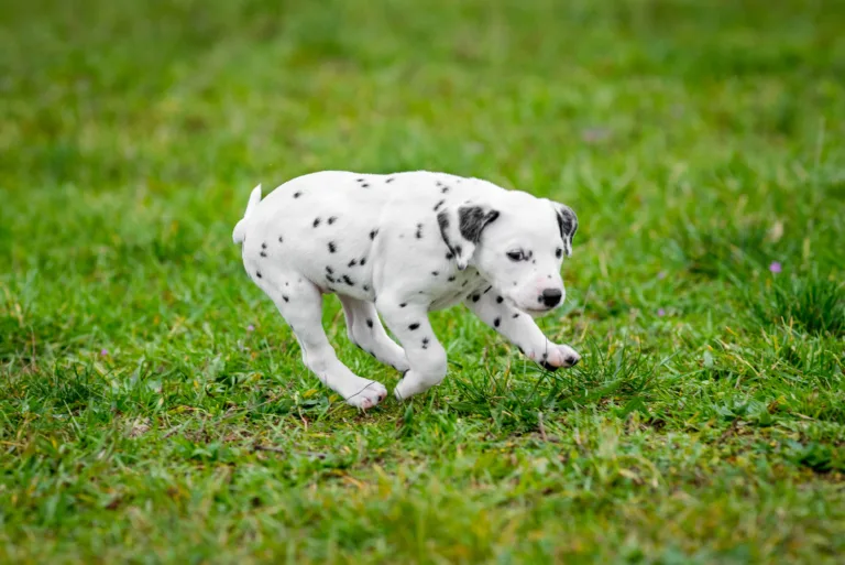 37. Lebenstag - B-Wurf (23)