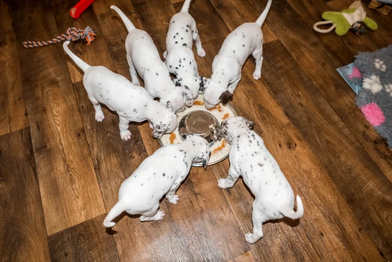 37. Lebenstag - B-Wurf (24)