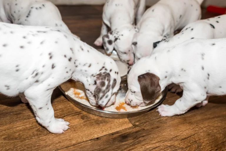 37. Lebenstag - B-Wurf (25)