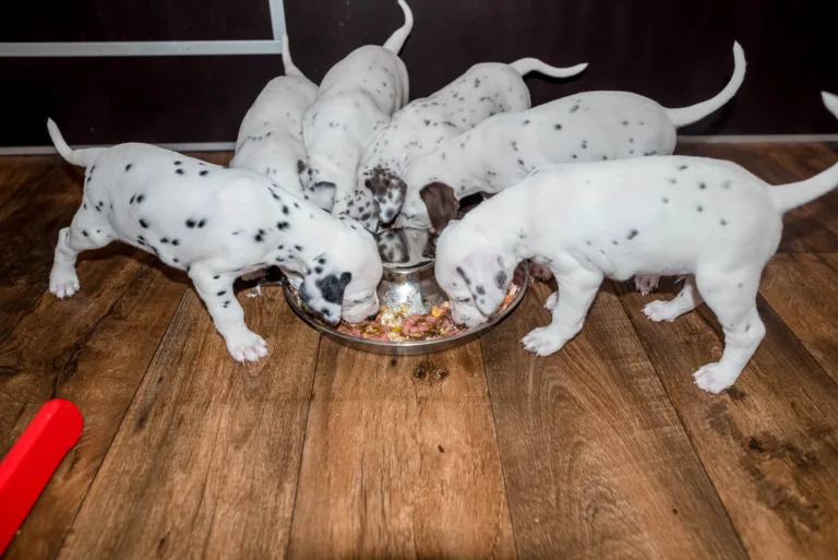 37. Lebenstag - B-Wurf (27)