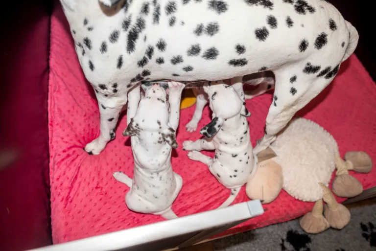 37. Lebenstag - B-Wurf (28)