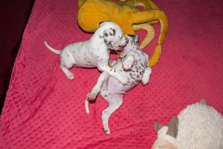 37. Lebenstag - B-Wurf (29)