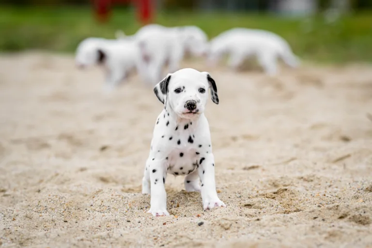 37. Lebenstag - B-Wurf (3)