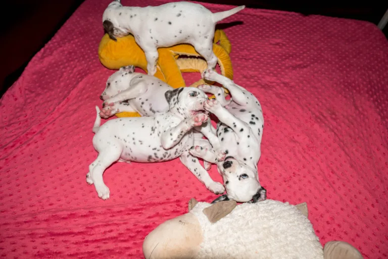 37. Lebenstag - B-Wurf (30)