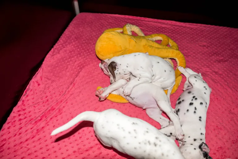 37. Lebenstag - B-Wurf (31)