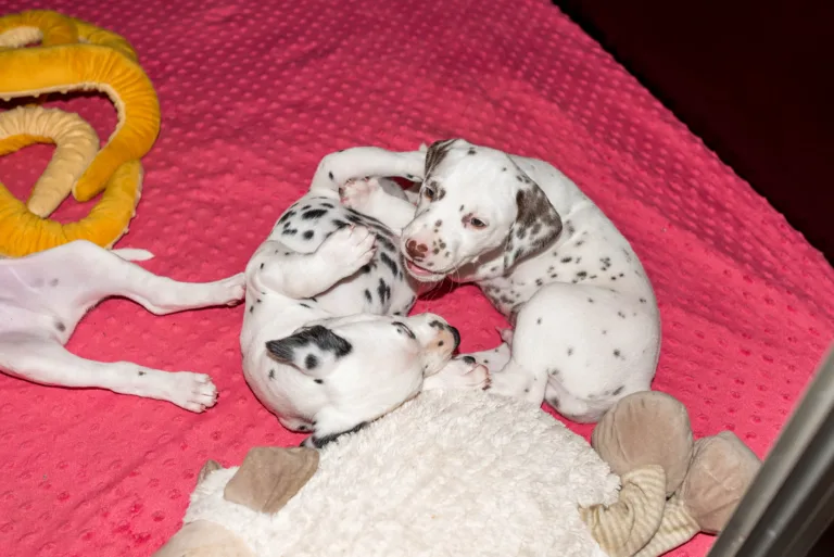 37. Lebenstag - B-Wurf (32)