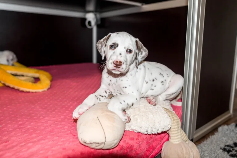 37. Lebenstag - B-Wurf (33)