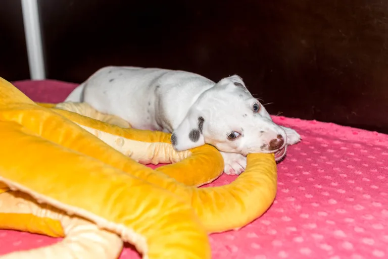 37. Lebenstag - B-Wurf (34)