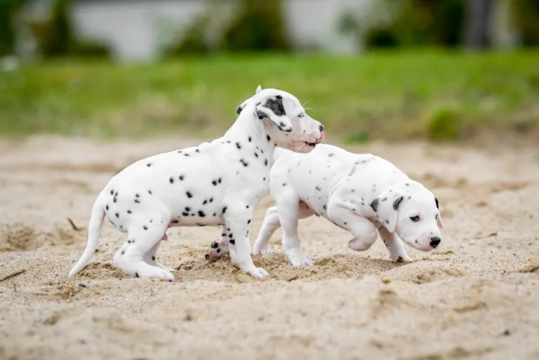 37. Lebenstag - B-Wurf (4)