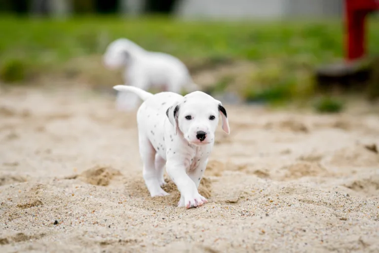 37. Lebenstag - B-Wurf (5)
