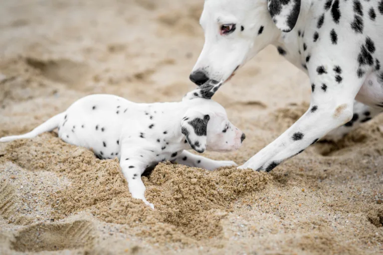 37. Lebenstag - B-Wurf (6)