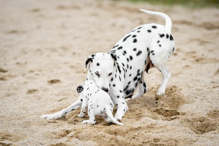 37. Lebenstag - B-Wurf (7)