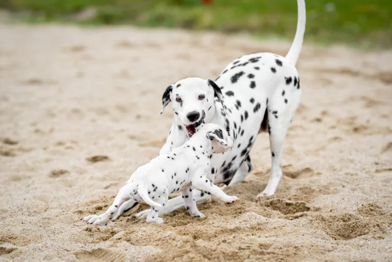 37. Lebenstag - B-Wurf (8)
