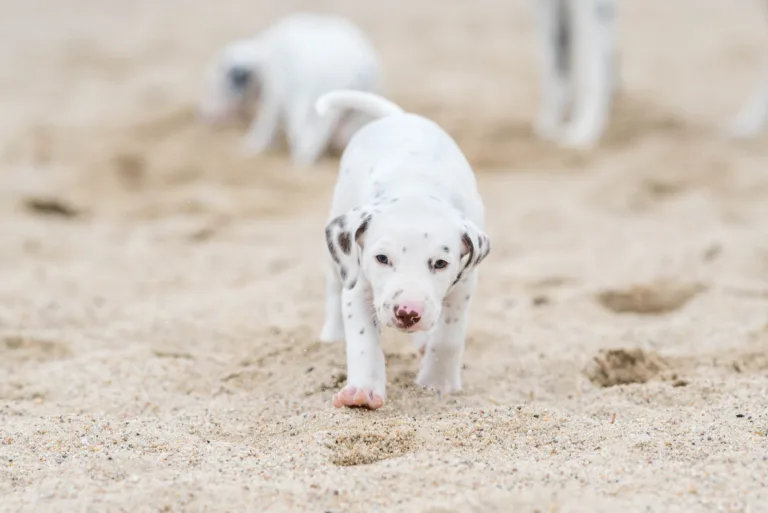 37. Lebenstag - B-Wurf (9)