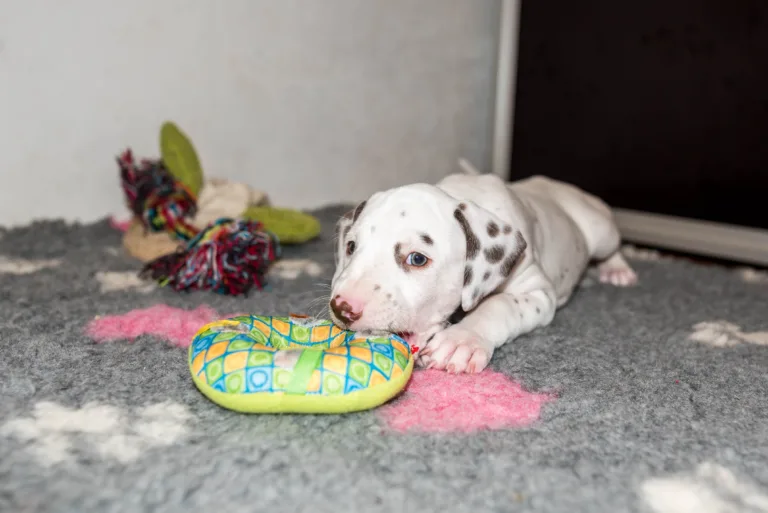 38. Lebenstag - B-Wurf (10)