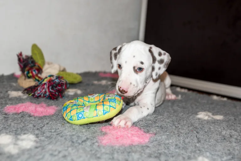 38. Lebenstag - B-Wurf (11)