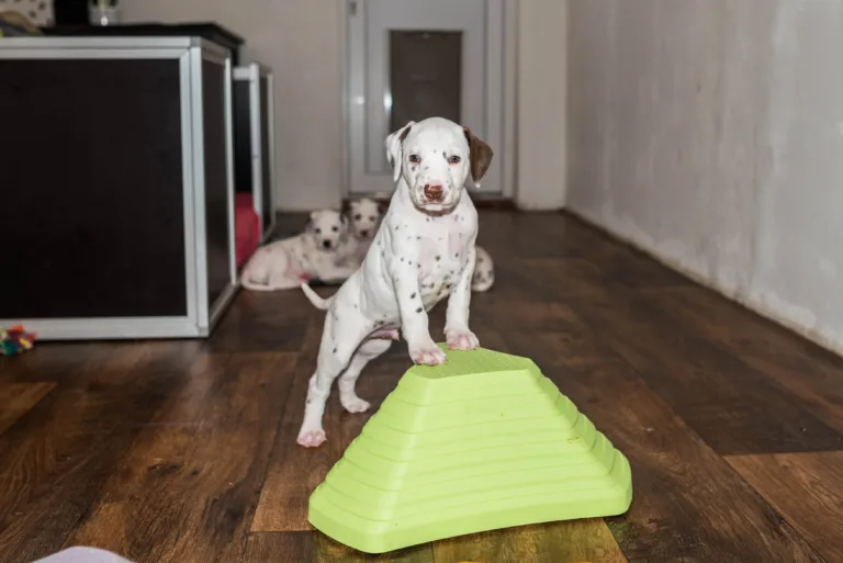 38. Lebenstag - B-Wurf (14)