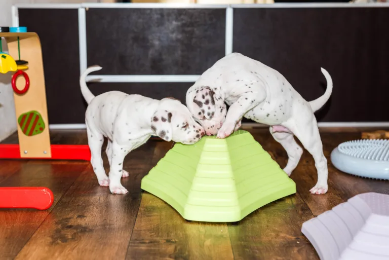 38. Lebenstag - B-Wurf (2)