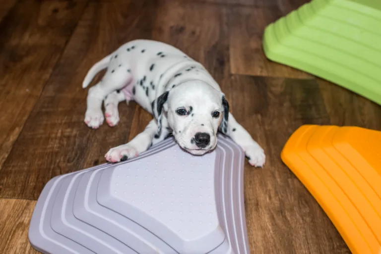 38. Lebenstag - B-Wurf (23)