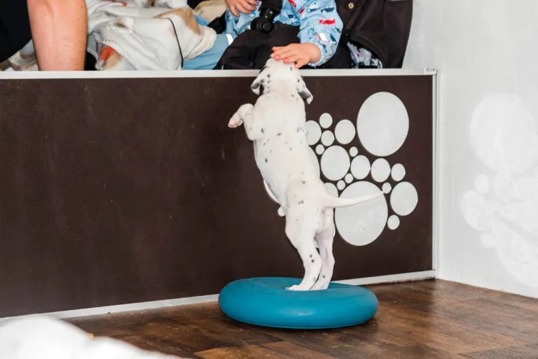 38. Lebenstag - B-Wurf (3)