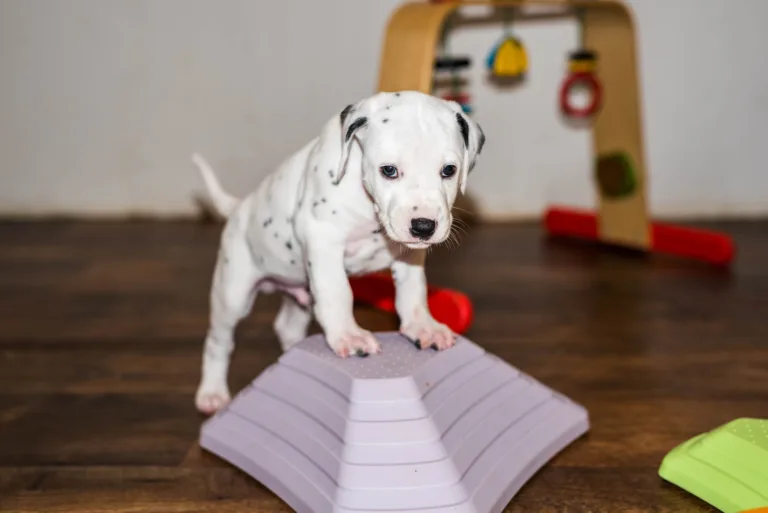 38. Lebenstag - B-Wurf (6)