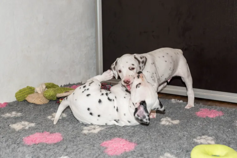 38. Lebenstag - B-Wurf (7)