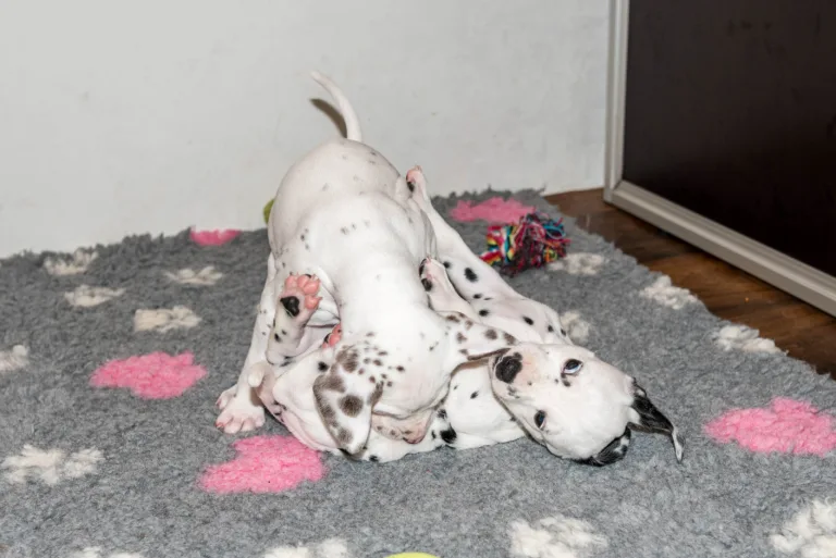 38. Lebenstag - B-Wurf (8)