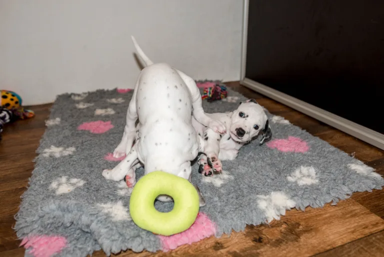 38. Lebenstag - B-Wurf (9)