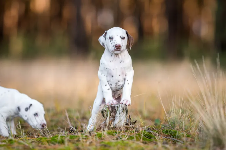 39. Lebenstag - B-Wurf (1)