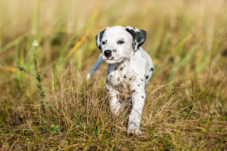 39. Lebenstag - B-Wurf (12)