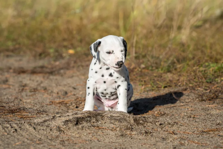 39. Lebenstag - B-Wurf (15)