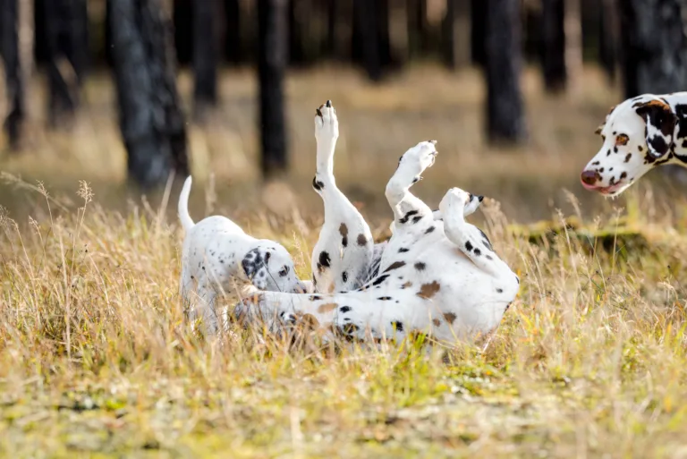 39. Lebenstag - B-Wurf (16)