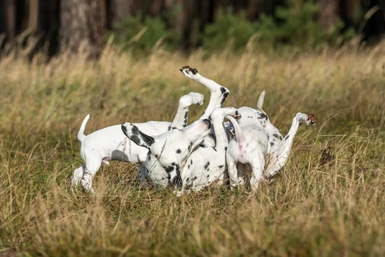 39. Lebenstag - B-Wurf (17)