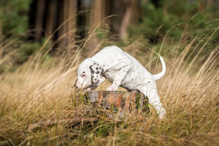 39. Lebenstag - B-Wurf (2)