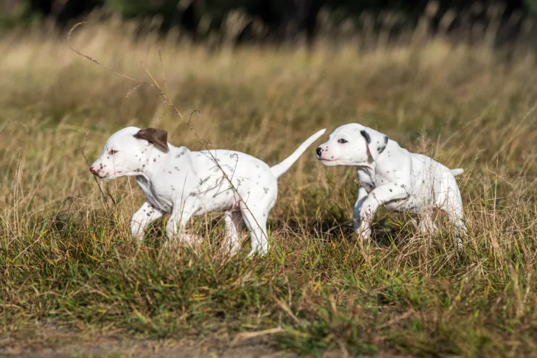 39. Lebenstag - B-Wurf (22)