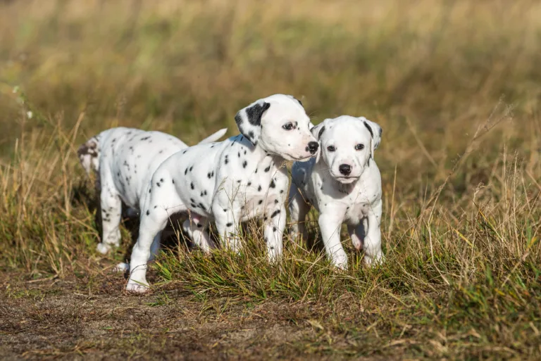 39. Lebenstag - B-Wurf (23)