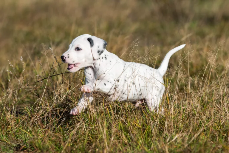 39. Lebenstag - B-Wurf (24)