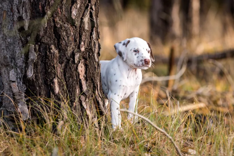 39. Lebenstag - B-Wurf (28)