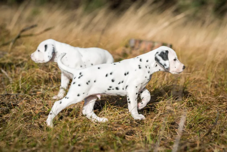 39. Lebenstag - B-Wurf (3)