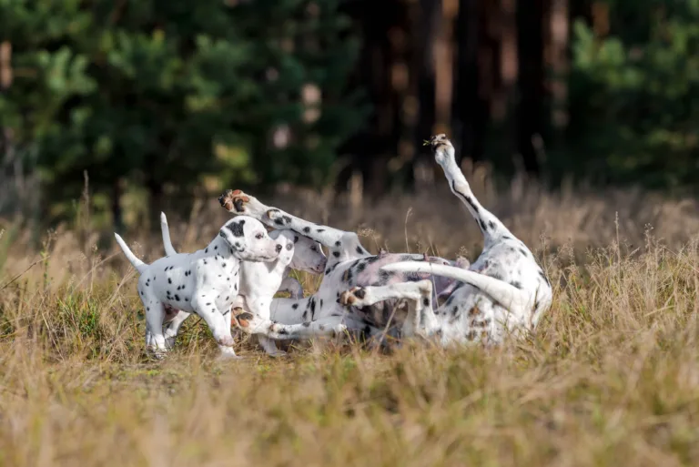 39. Lebenstag - B-Wurf (31)