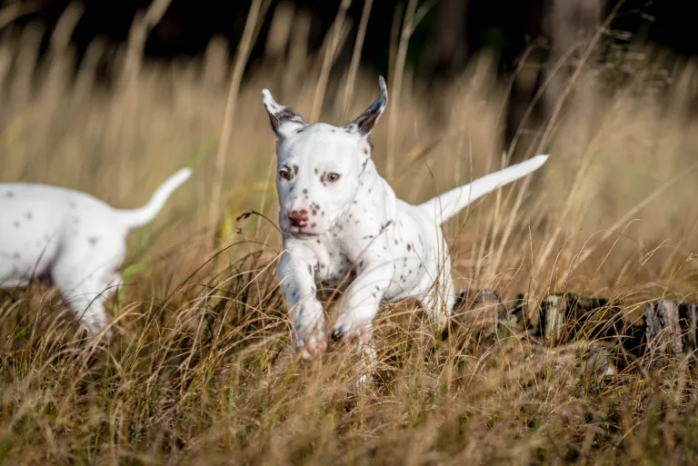 39. Lebenstag - B-Wurf (6)