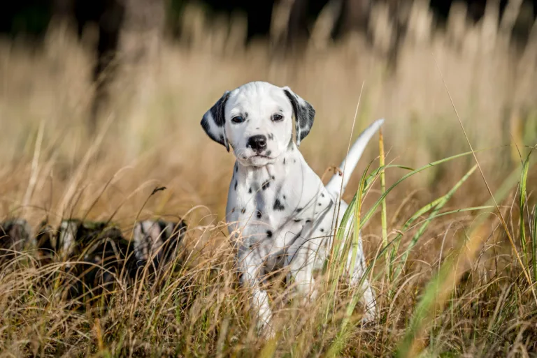 39. Lebenstag - B-Wurf (7)
