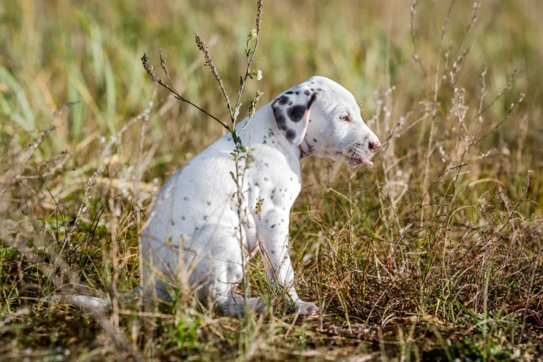 39. Lebenstag - B-Wurf (8)
