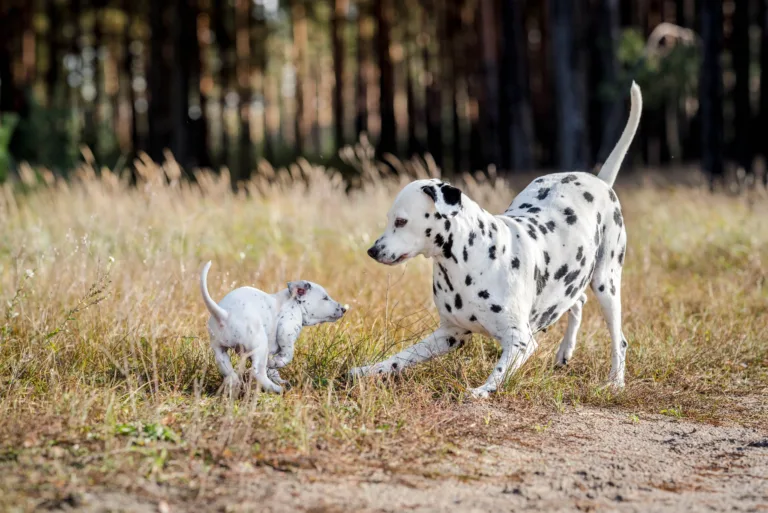39. Lebenstag - B-Wurf (9)