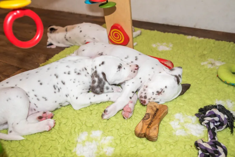 40. Lebenstag - B-Wurf (1)